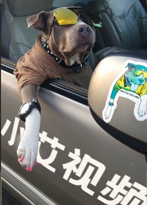 0061狗狗戴眼镜帅气的坐车