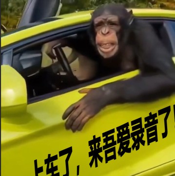 0065猴子开车